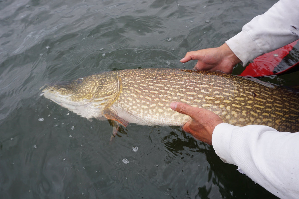 Releasing a large Northern pike in the water.