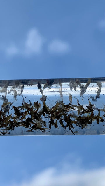 Bow River Report September 7th, 2021