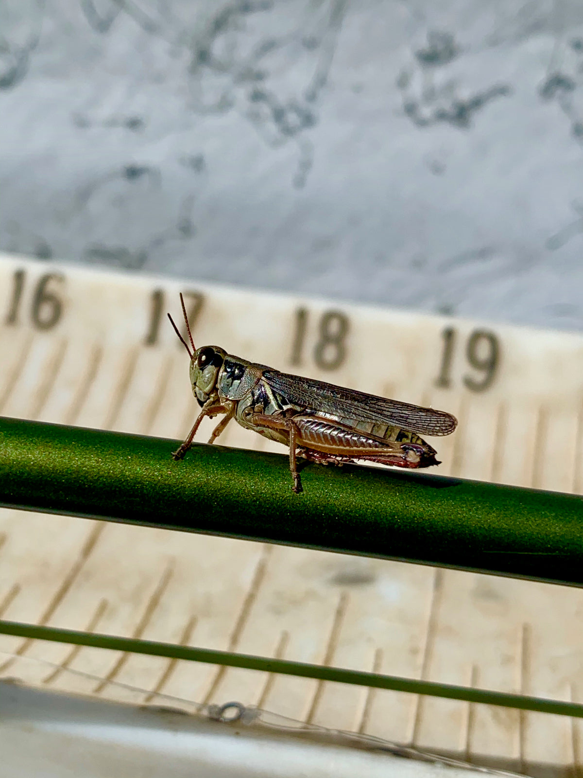 Bow River Hoppertunities - August 22nd, 2020