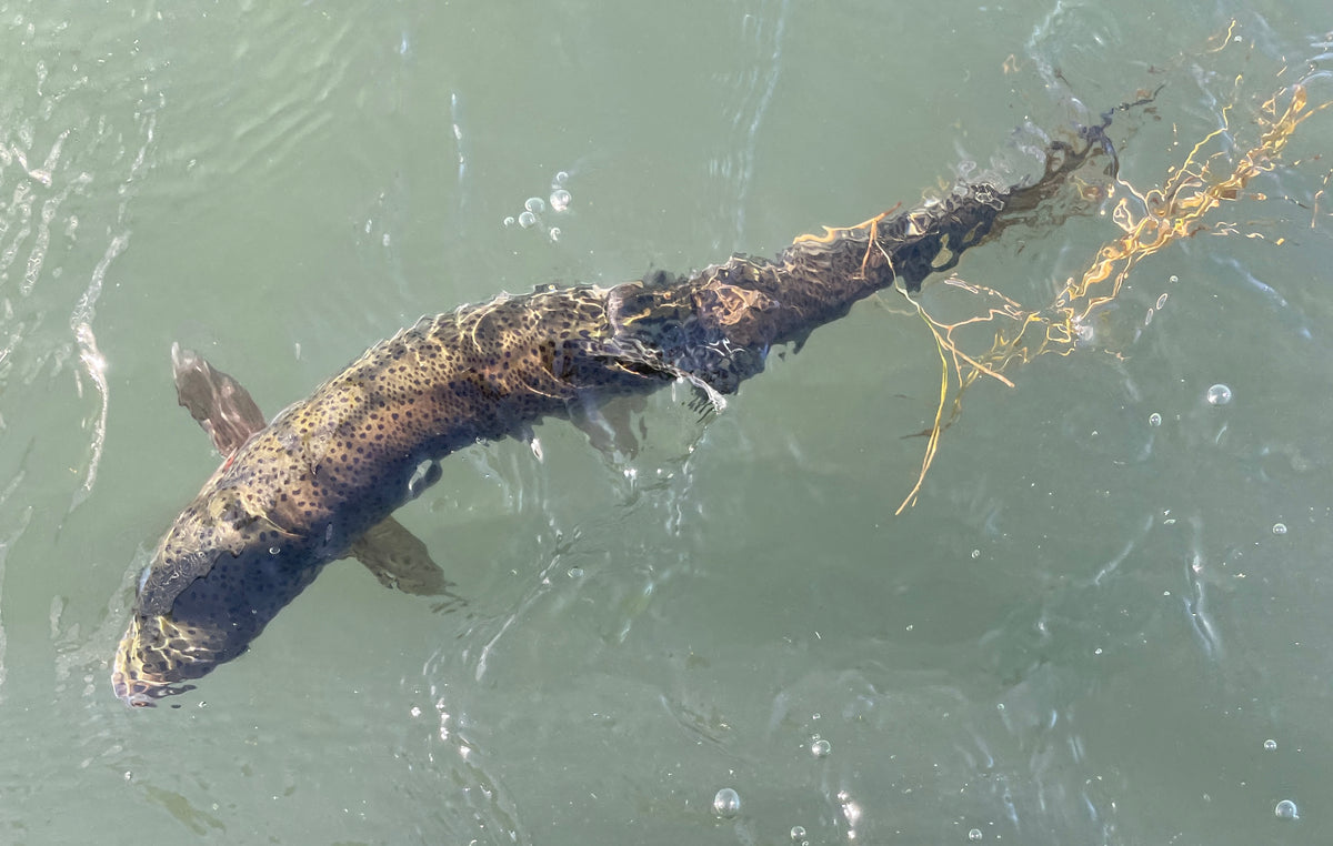 Mid-October River Report