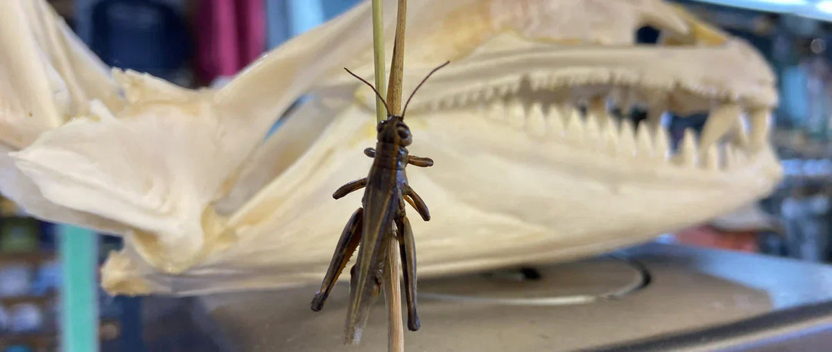 Grasshoppers and summit disease