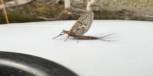 WATER REPORT - AUGUST 13