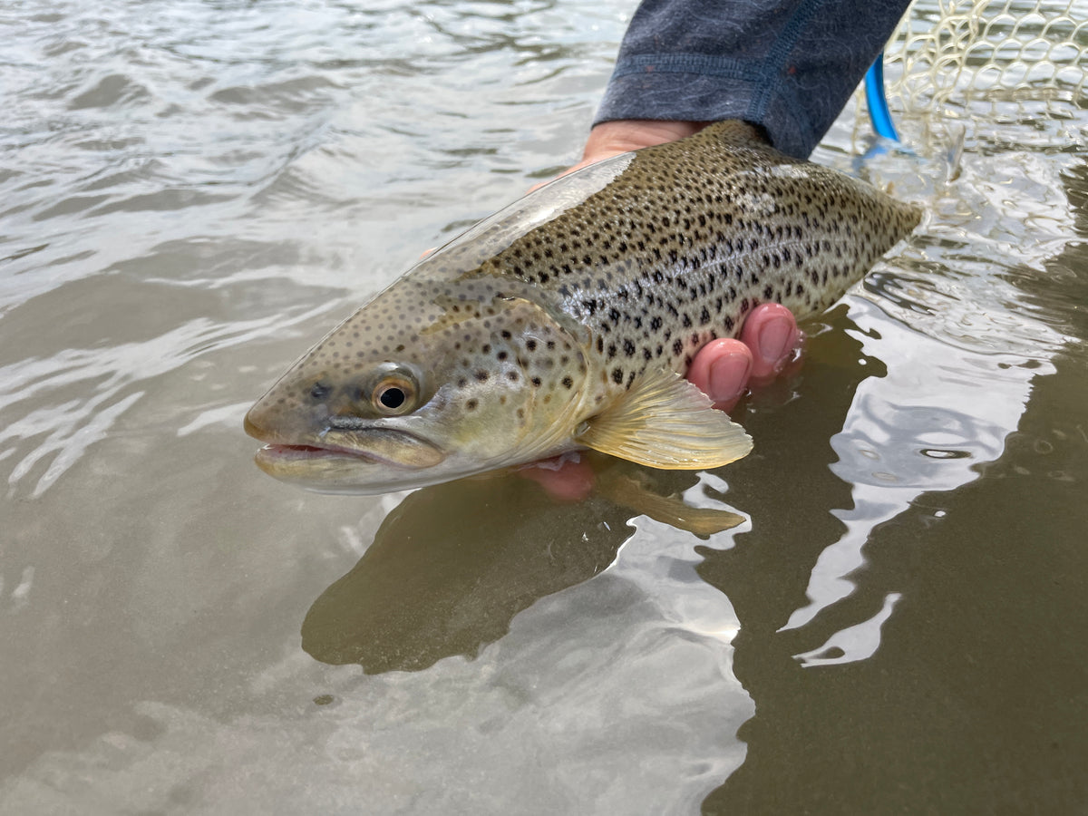 Bow River Report - End of May 2023