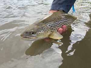 Bow River Report - End of May 2023