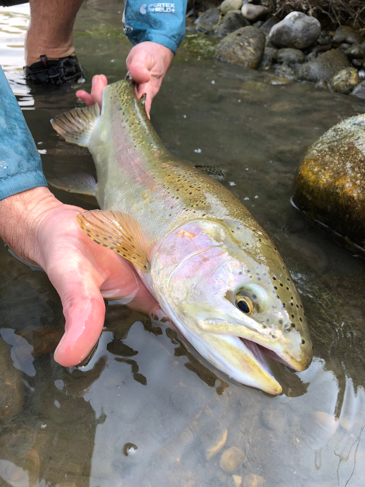 Early June Bow River Report