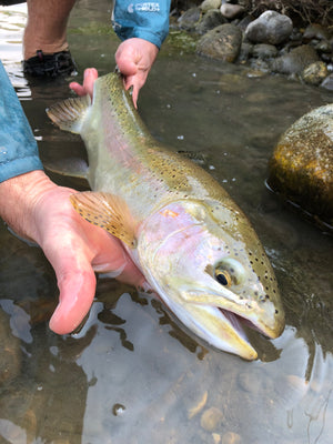 Early June Bow River Report