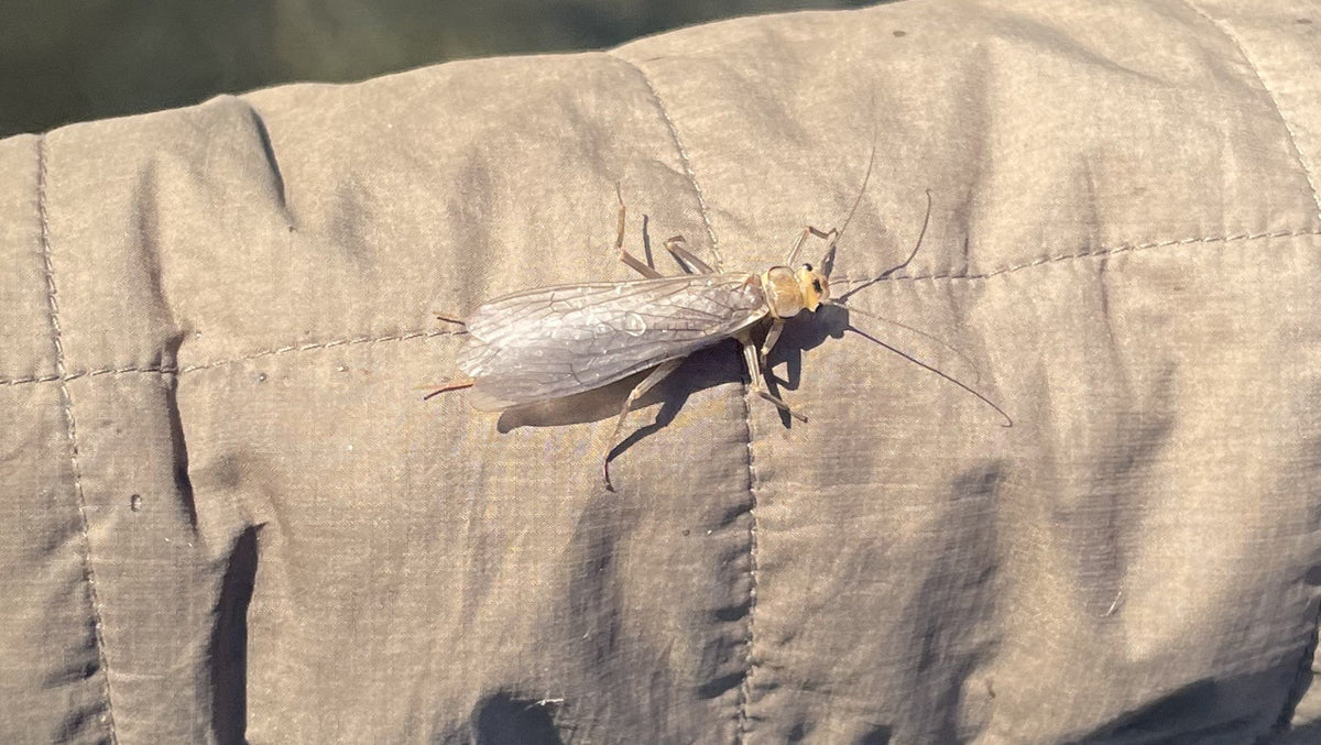 Bow River Fishing Report - July 11, 2025