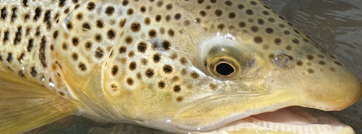 Bow River Fishing Report - July 17, 2026