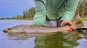 Bow River Fishing Report - August 1, 2025