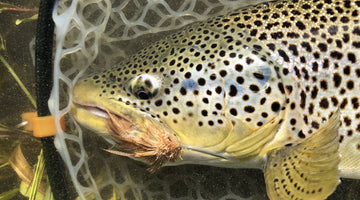 BOW RIVER FISHING REPORT JULY 26, 2024