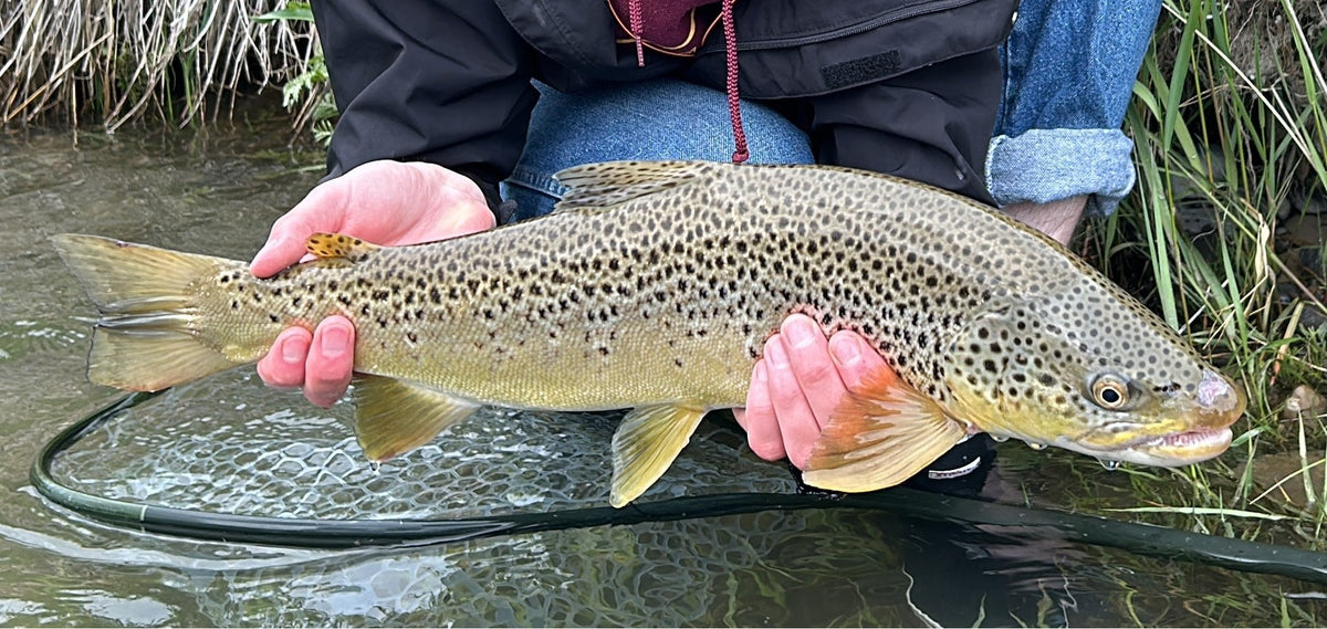 BOW RIVER FISHING REPORT JULY 5, 2024