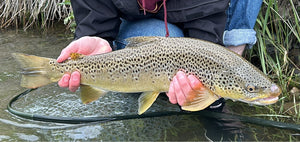 BOW RIVER FISHING REPORT JULY 5, 2024