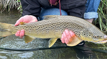 BOW RIVER FISHING REPORT JULY 5, 2024