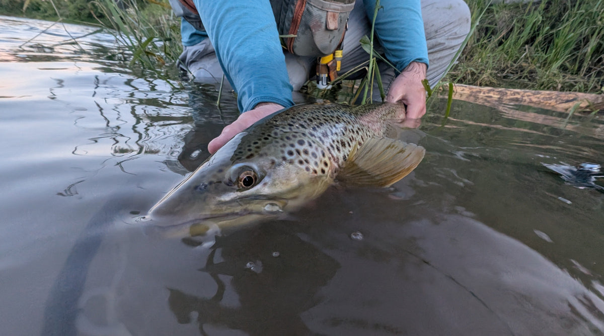 Bow River Fishing Report - July 4, 2025