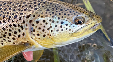 BOW RIVER FISHING REPORT JUNE 7, 2024