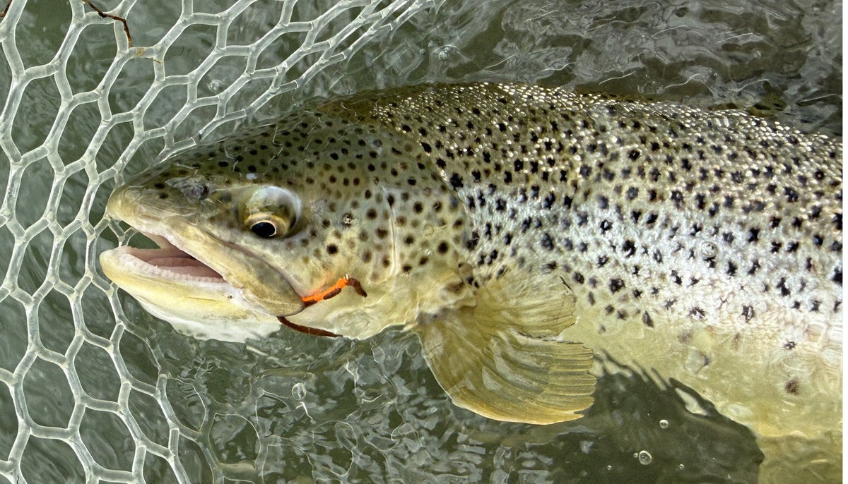 Bow River Fishing Report - June 19, 2026