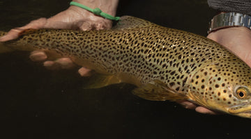 BOW RIVER FISHING REPORT JUNE 21, 2024