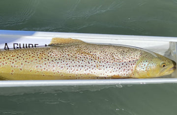 Bow River Fishing Report - June 26, 2026