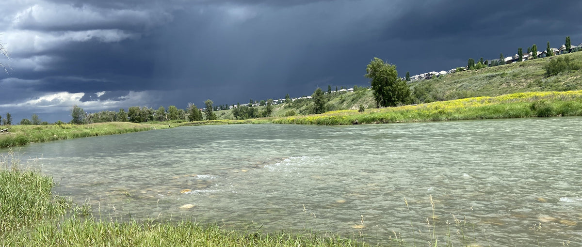 Bow River Fishing Report - June 29, 2025