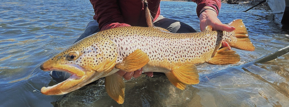 Bow River Fishing Report - June 7, 2025