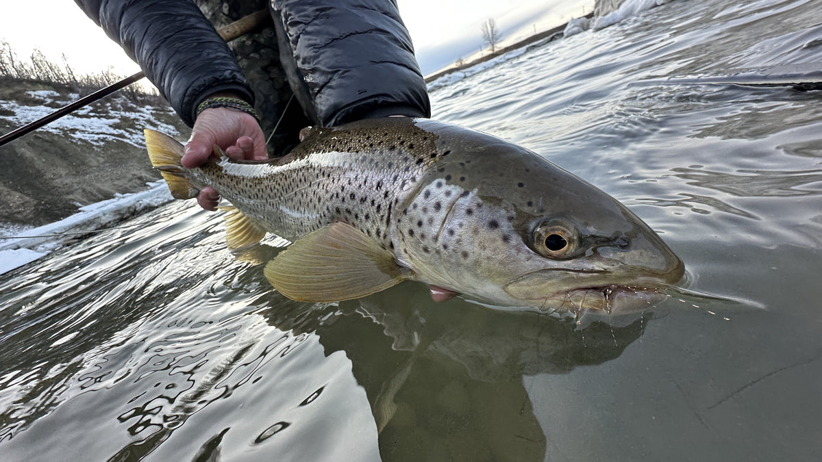 Bow River Fishing Report March 28, 2025