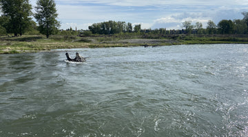 BOW RIVER FISHING REPORT MAY 24, 2024