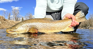 Bow River Fishing Report - May 1, 2026