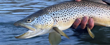 Bow River Fishing Report - May 8, 2026