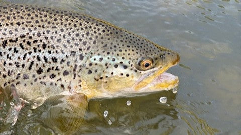 Bow River Fishing Report May 17, 2025
