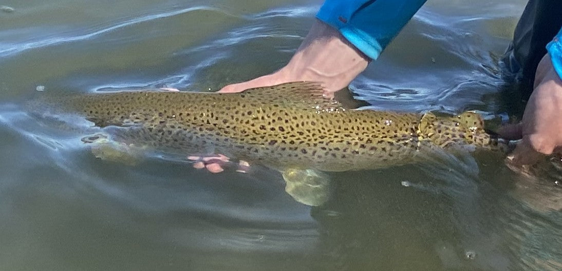 Bow River Fishing Report - May 15, 2026
