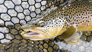 Bow River Fishing Report - May 22, 2026
