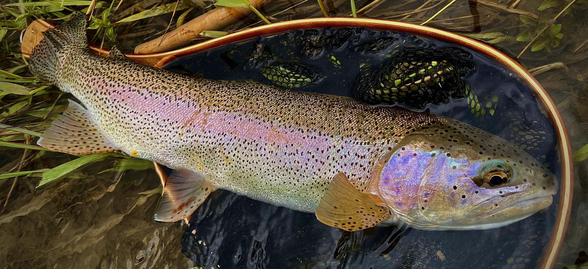 Bow River Fishing Report - May 24, 2025