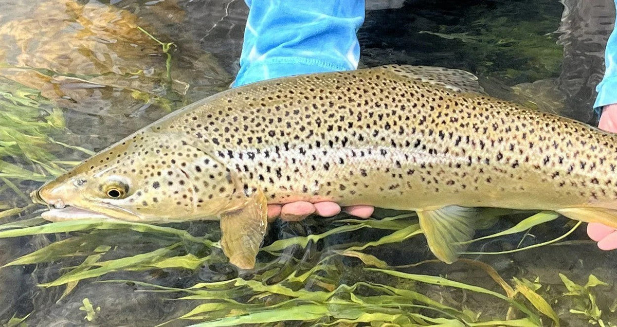 Bow River Fishing Report - May 29, 2026