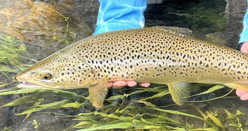 Bow River Fishing Report - May 29, 2026