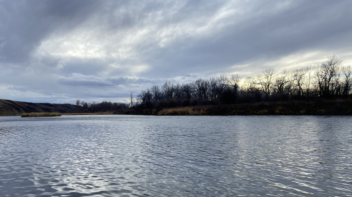 Bow River Fishing Report NOVEMBER 8, 2024