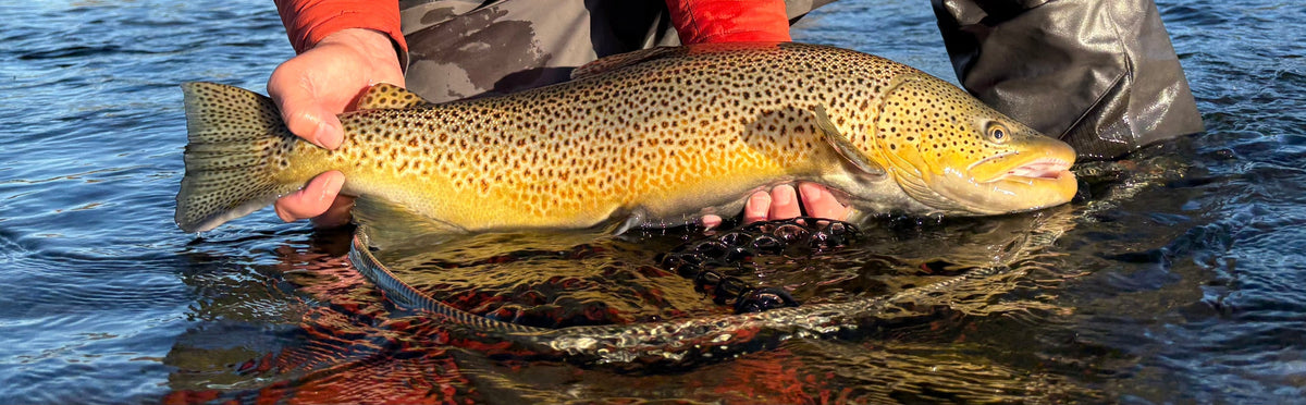 Bow River Fishing Report - October 10, 2025