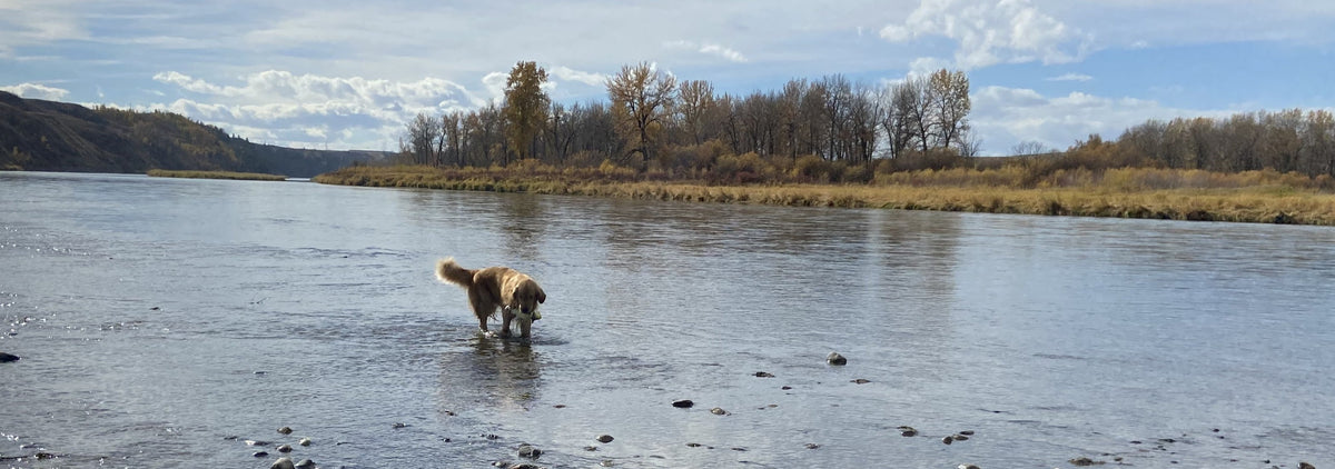 Bow River Fishing Report - October 17, 2025