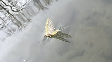 Bow River Fishing Report - October 25, 2026