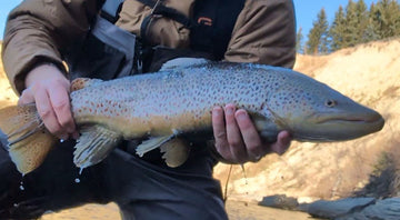 Bow River Fishing Report - November 1, 2025