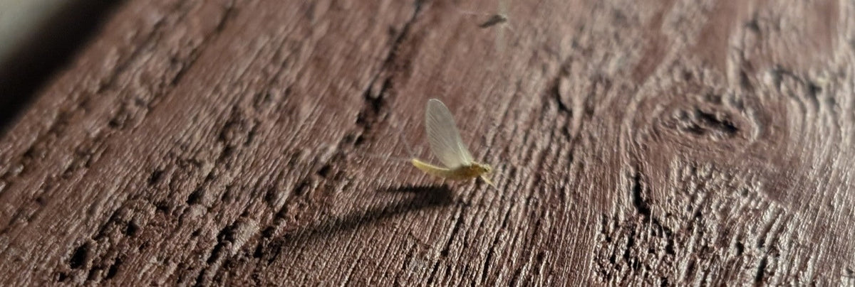 Bow River Fishing Report - October 3, 2025