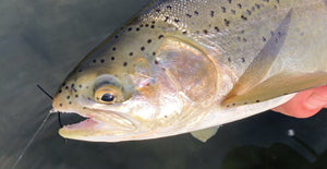 Bow River Fishing Report September 20, 2024