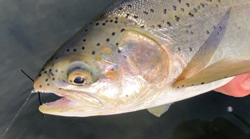 Bow River Fishing Report September 20, 2024