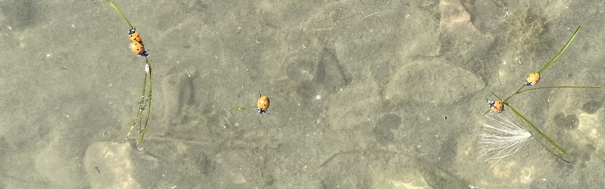 Bow River Fishing Report - September 26, 2025