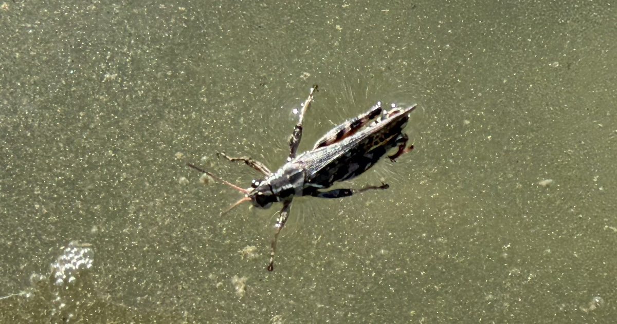 Bow River Fishing Report - September 12, 2026