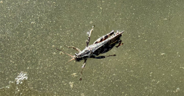 Bow River Fishing Report - September 12, 2026