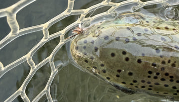 Bow River Fishing Report - September 27, 2026