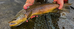 Bow River Fishing Report September 27, 2024