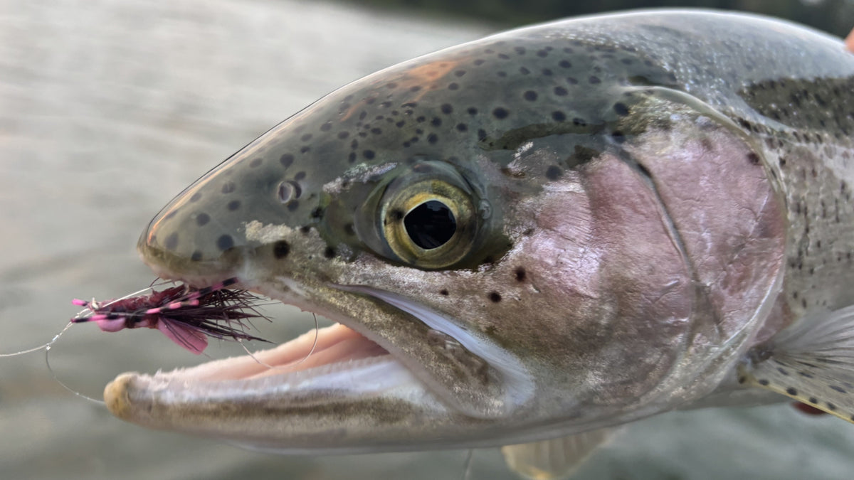 Bow River Fishing Report - September 6, 2026