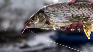 Bow River Report February 18, 2024