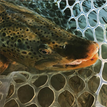 Fishing Report, August 11, 2017